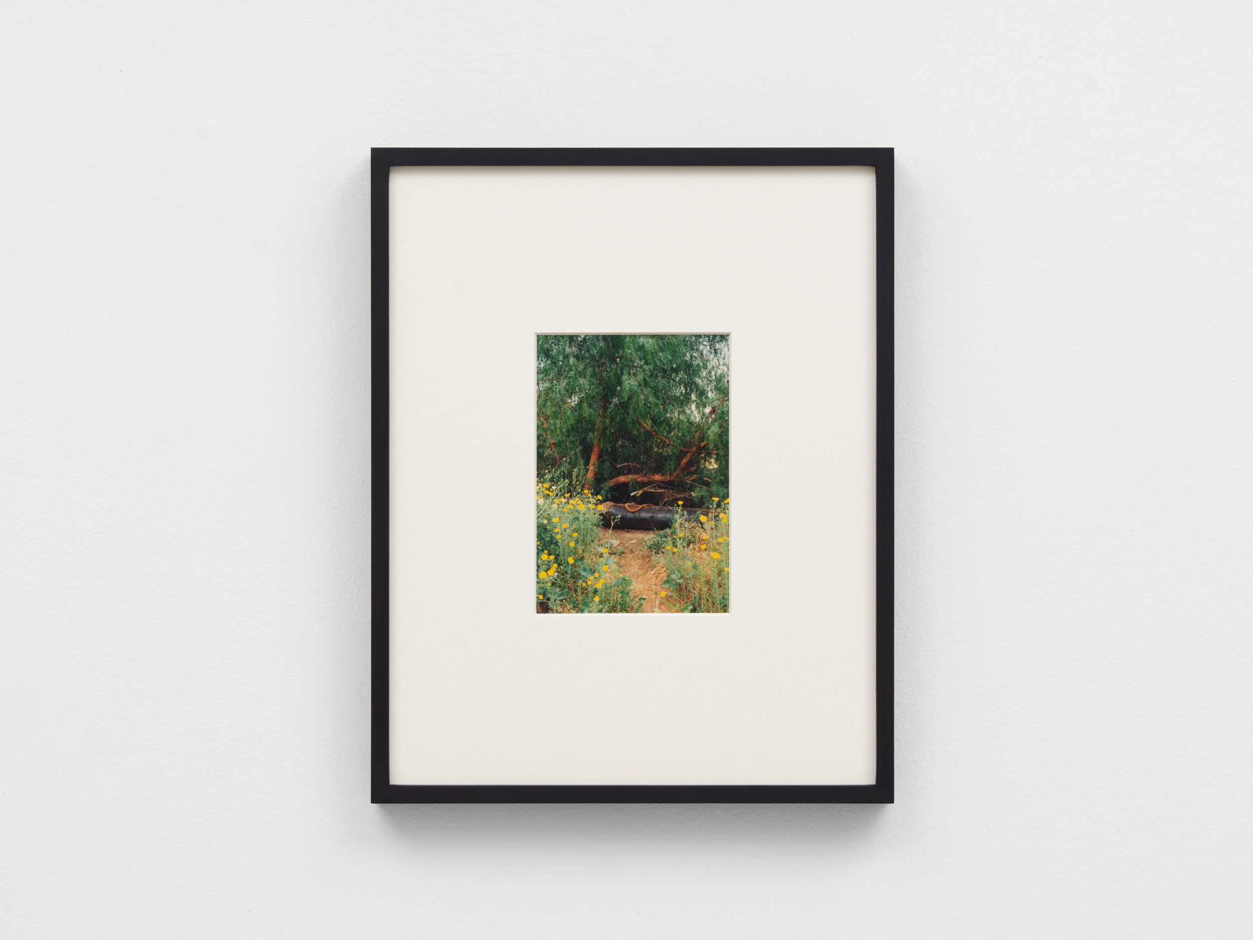 <p>Untitled (Harbor City Recreational Park)</p>