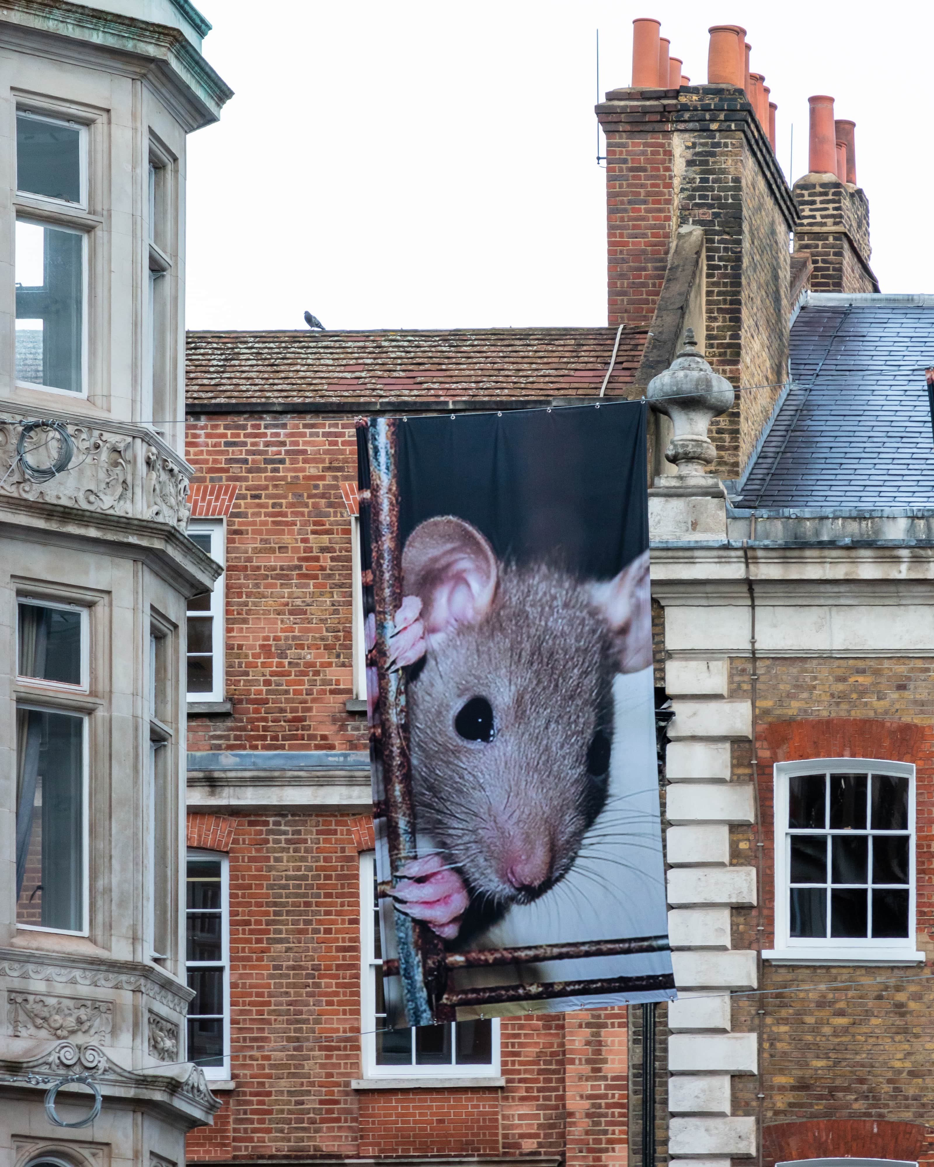 <p><em>Ravenous and Predatory</em></p>