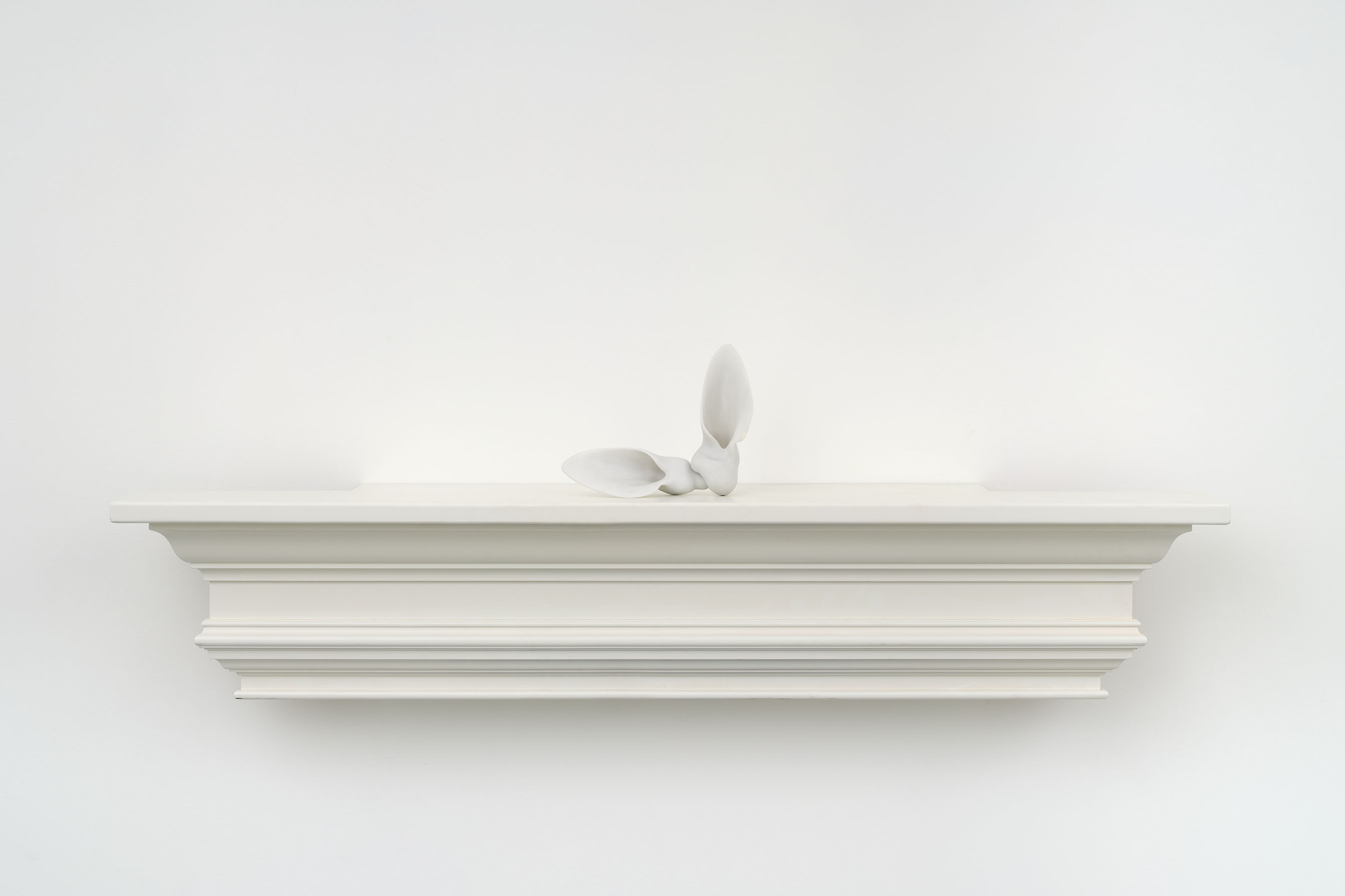 <p>Decollates pair, blanched</p>